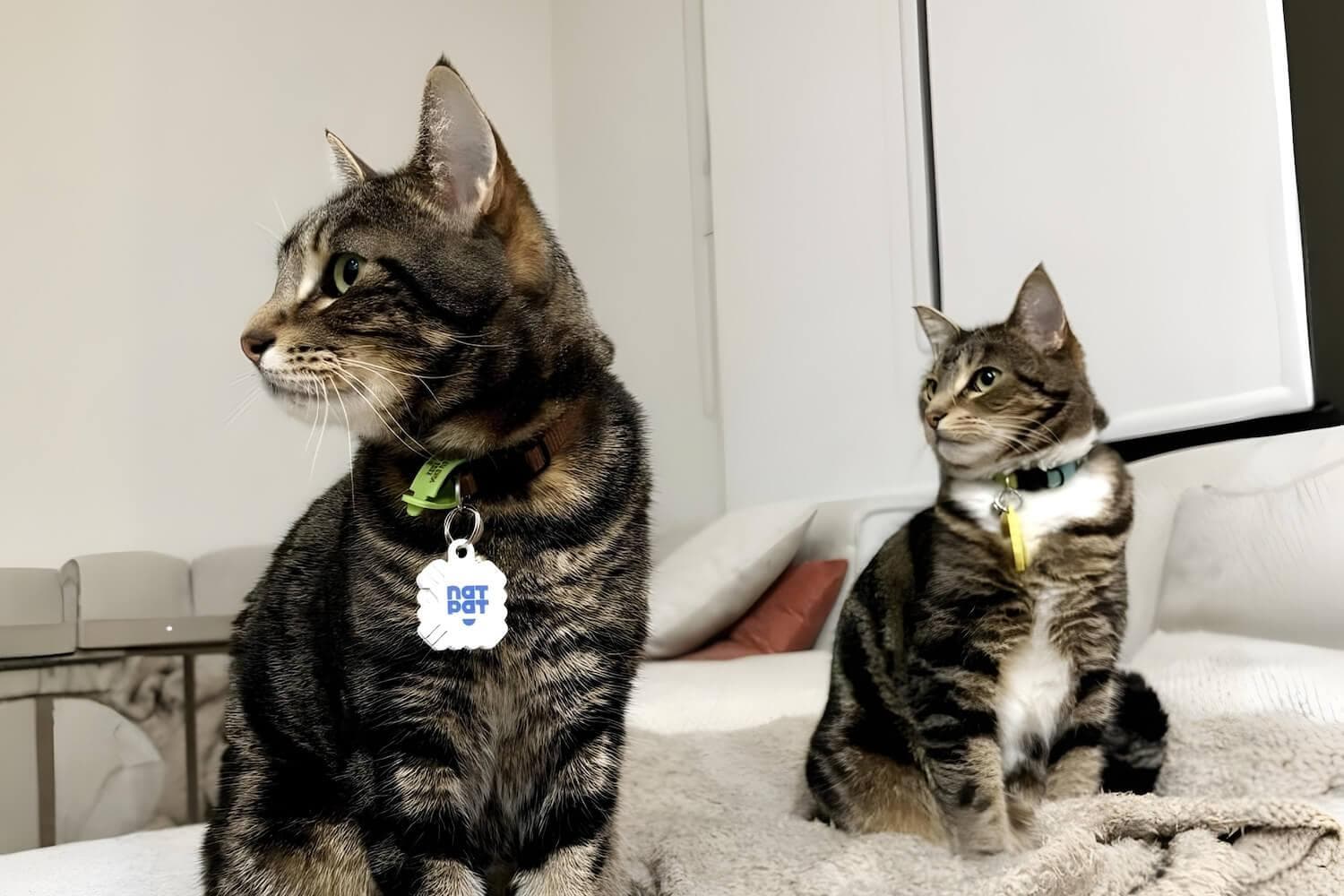 Cat Allergy Relief Vapor Stickers - Image 8