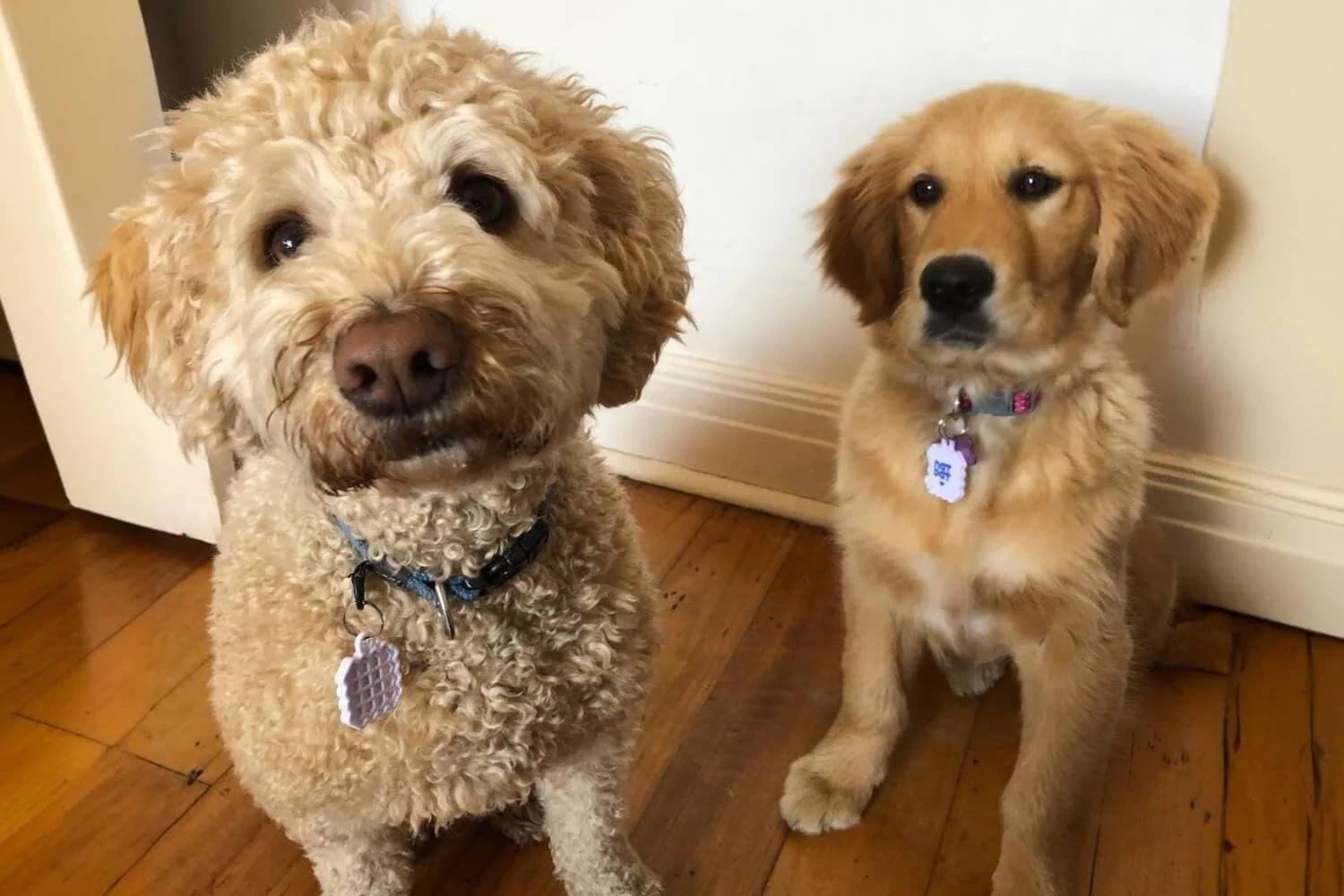 Dog Allergy Relief Vapor Stickers - Image 10