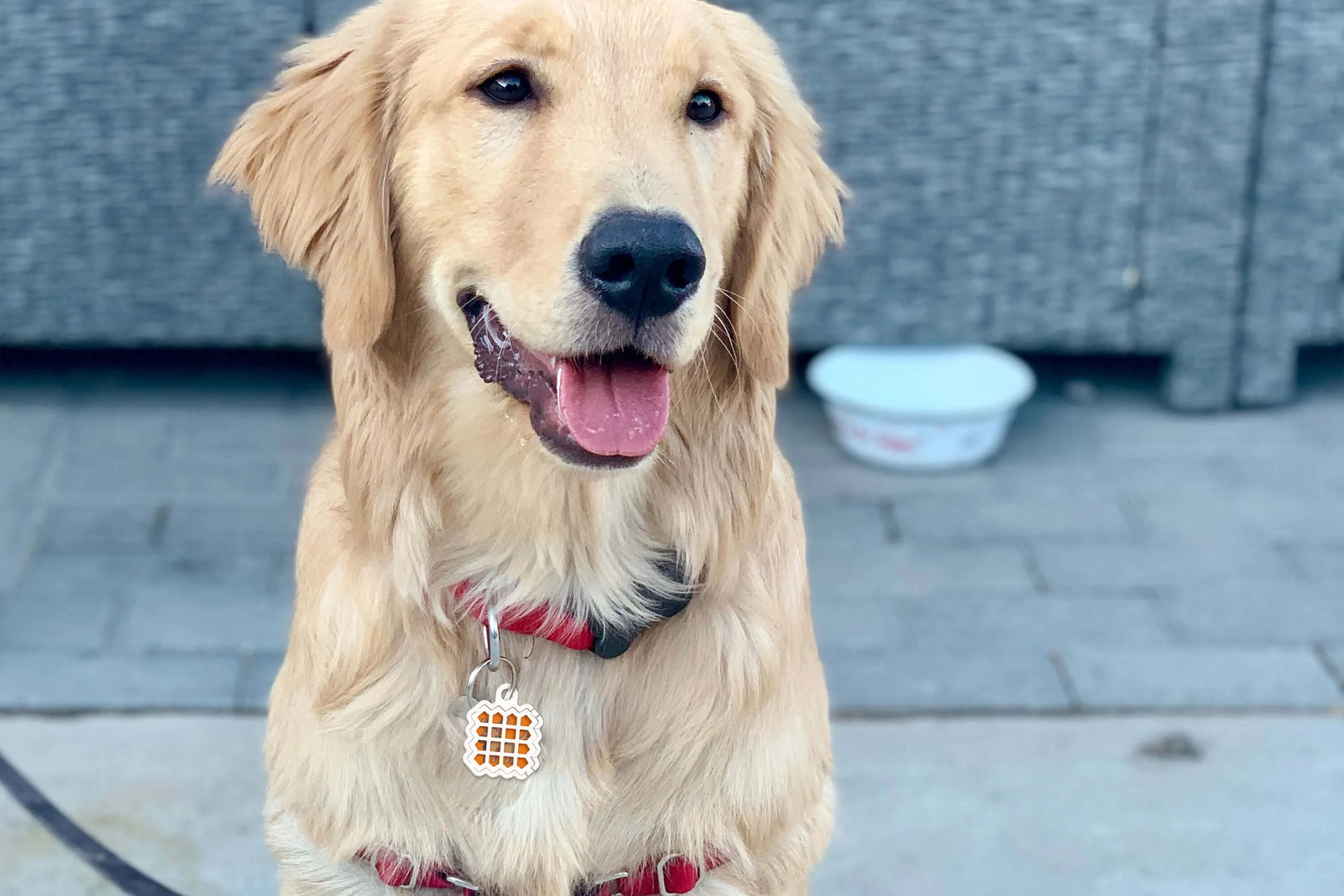 Dog Training Aid Stickers - Image 3