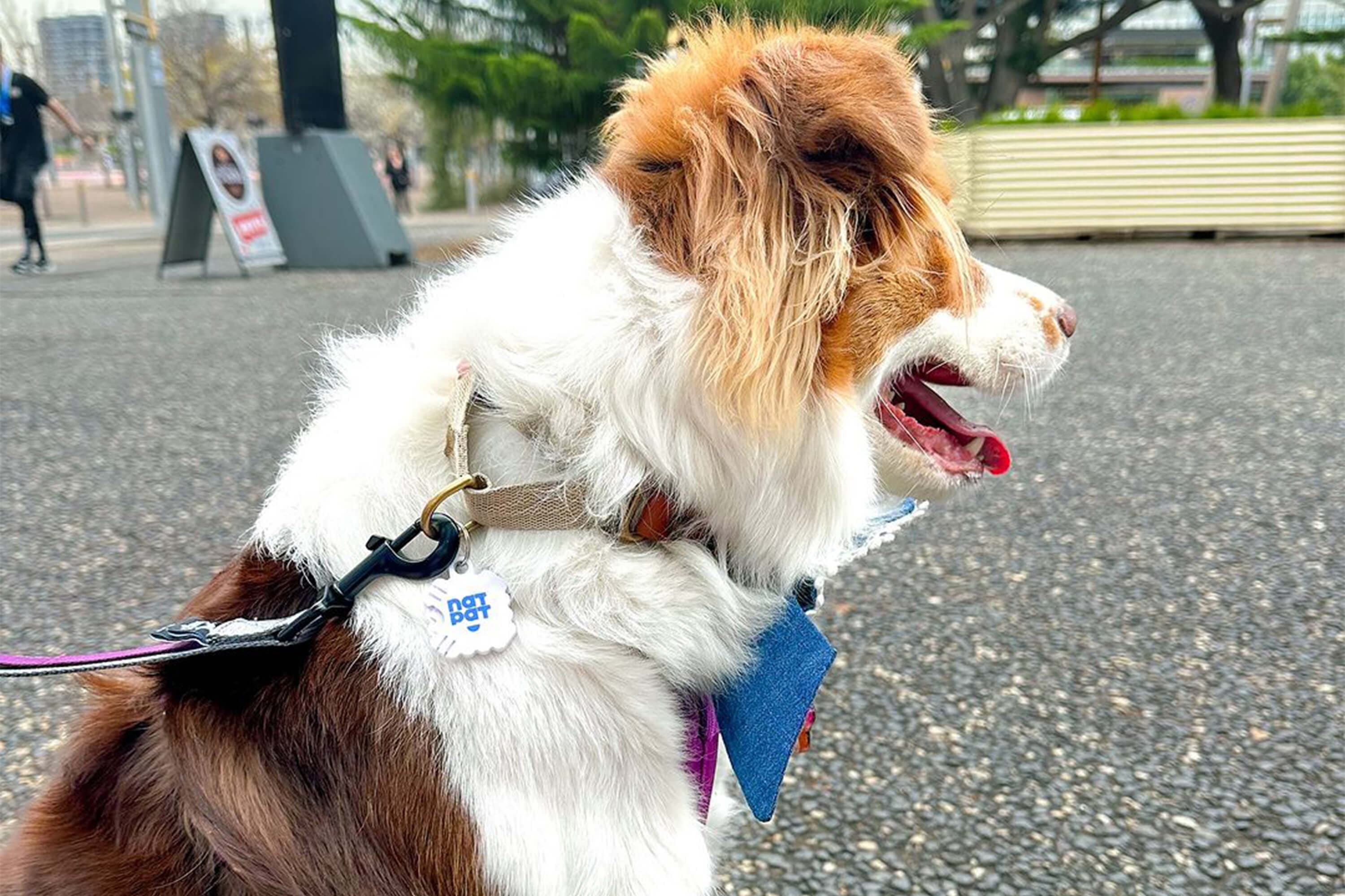 Dog Training Aid Stickers - Image 4