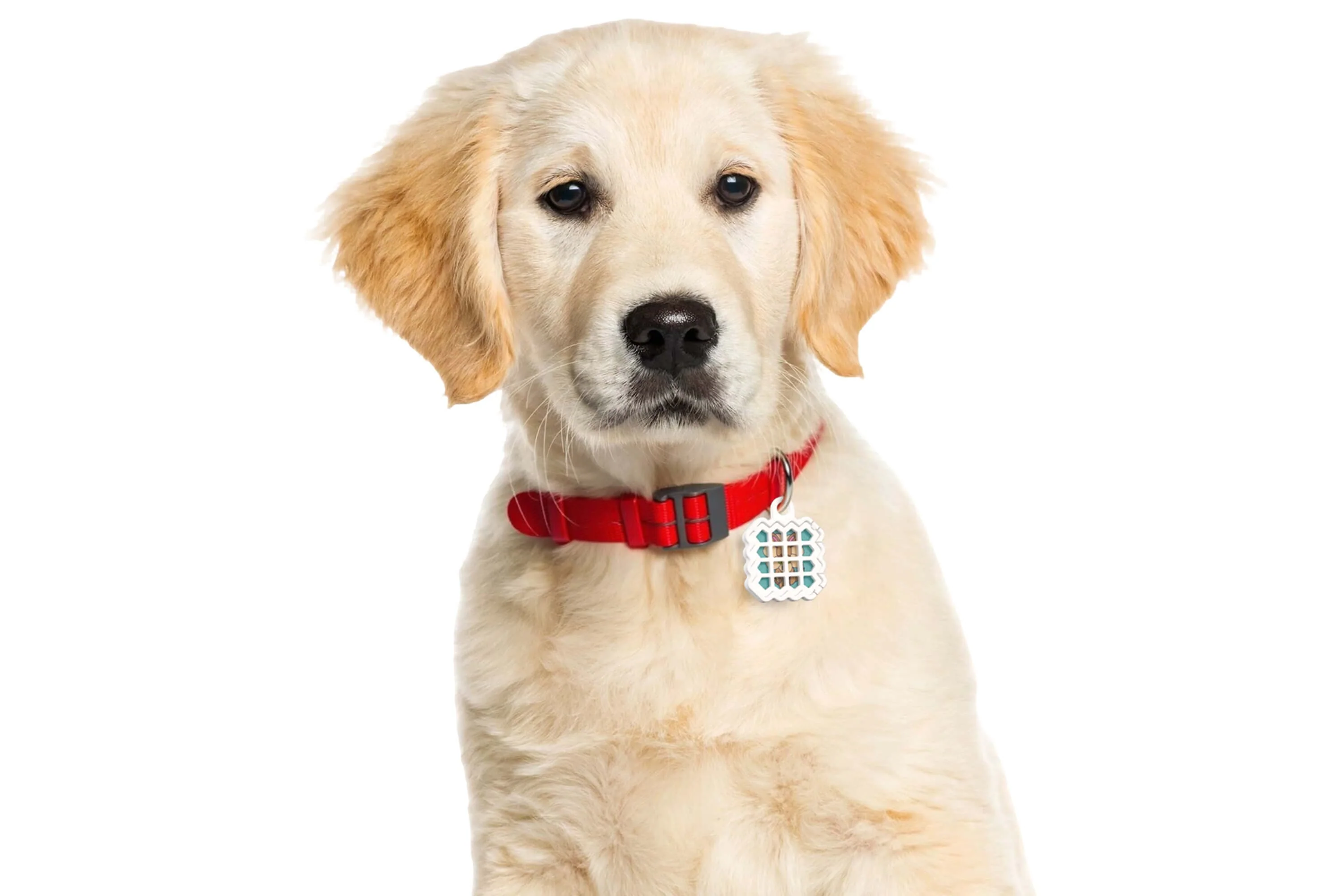 Pet Flea Repellent Stickers - Image 5