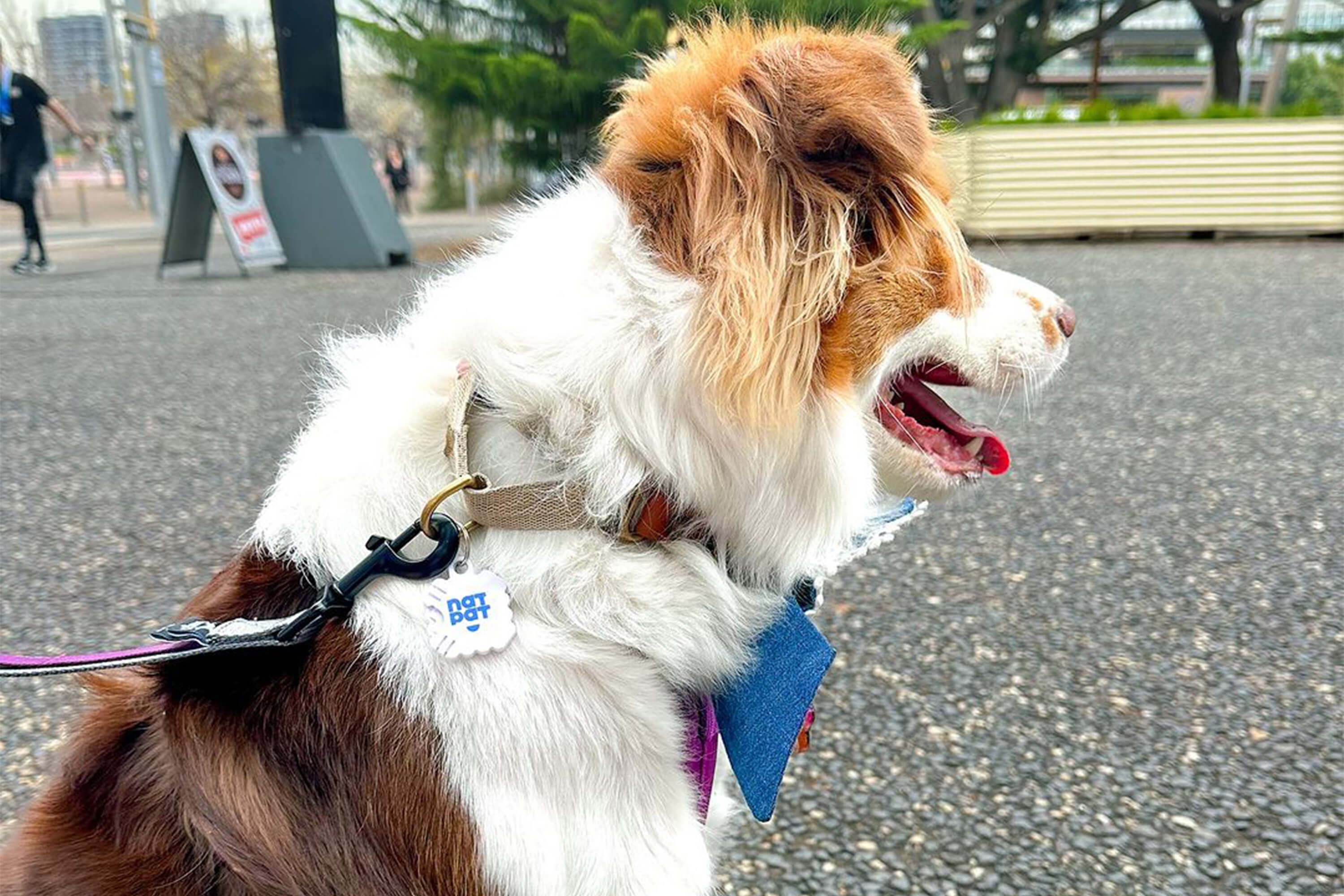 Pet Flea Repellent Stickers - Image 6