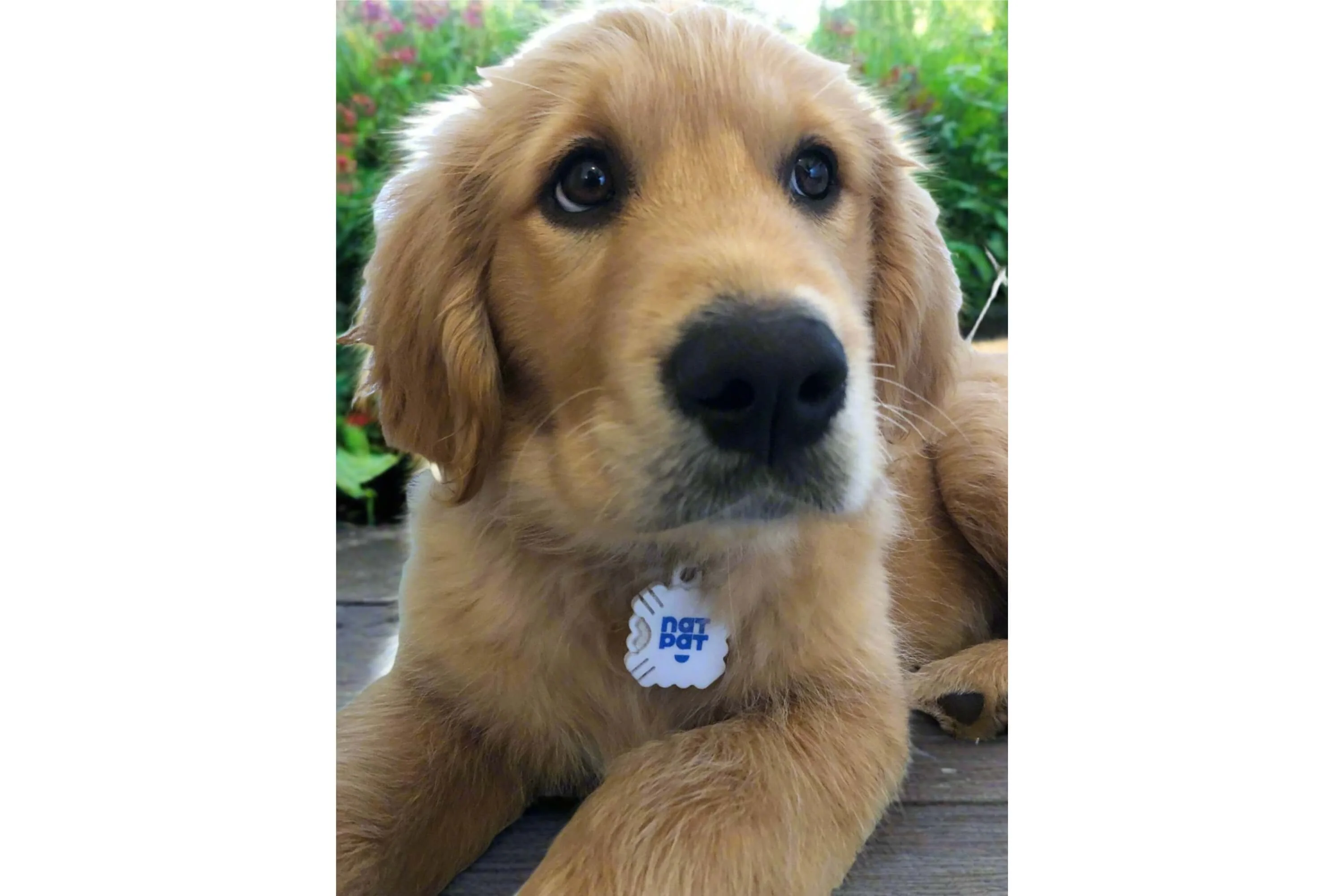 Pet Locket - Image 5