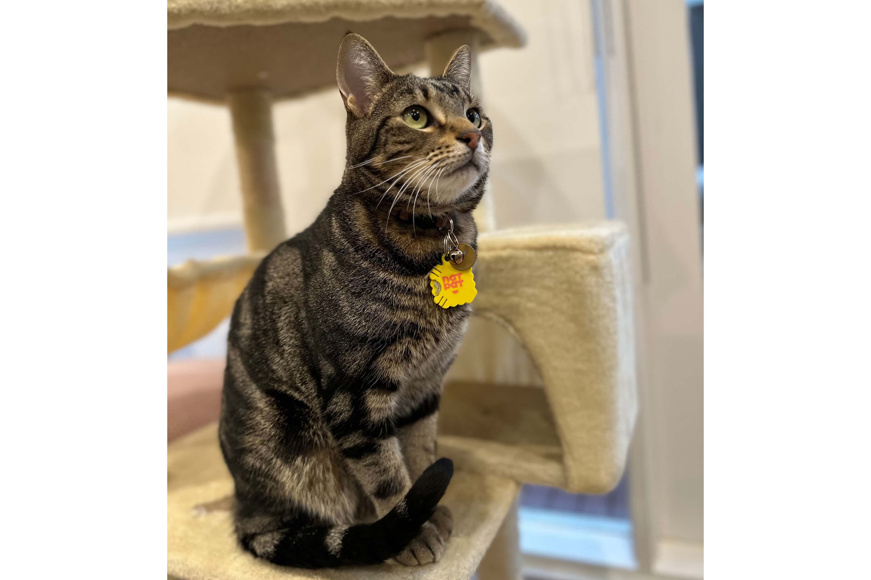 Pet Locket - Image 7