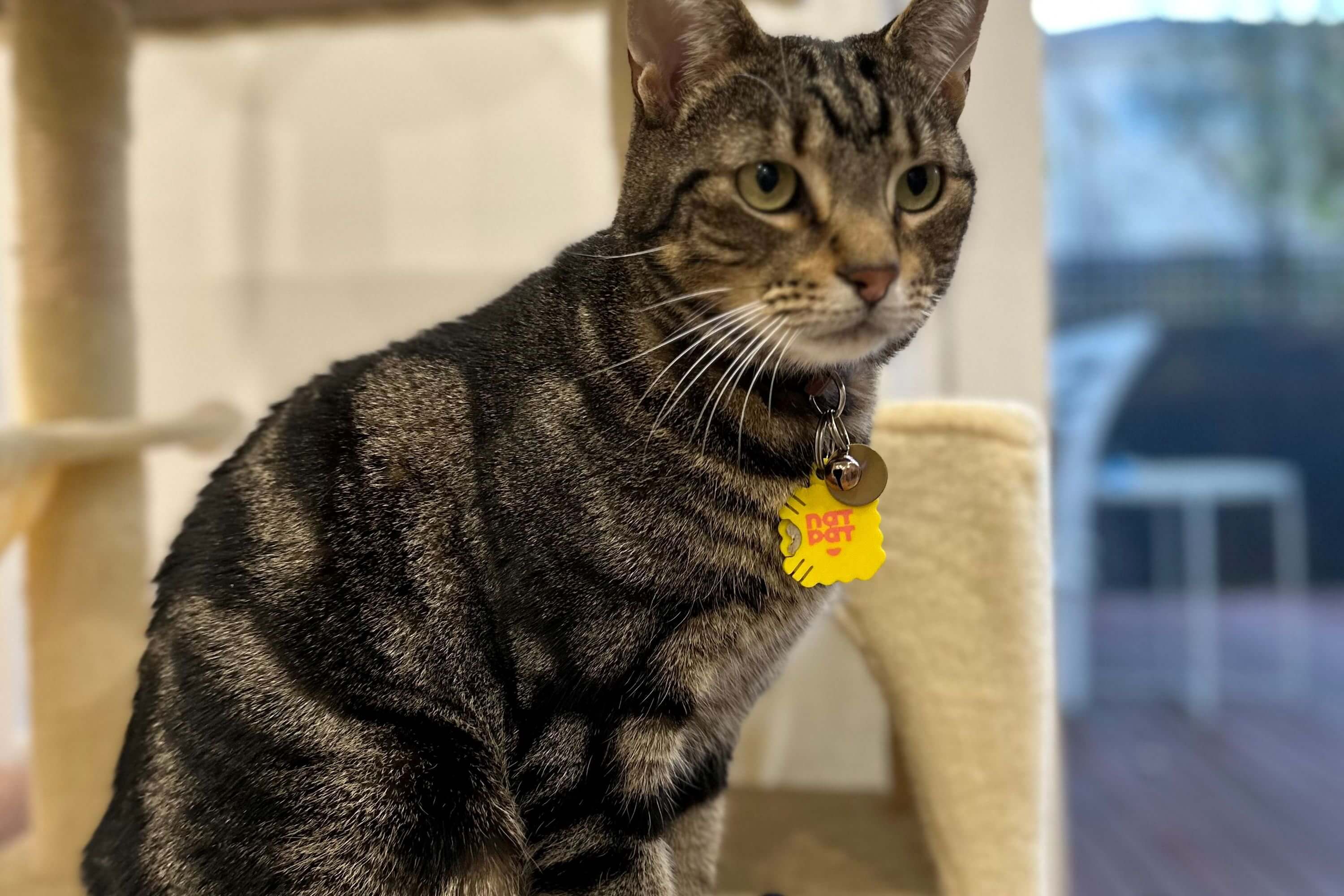 Cat Zen Stickers – Cat Stress Relief - Image 7